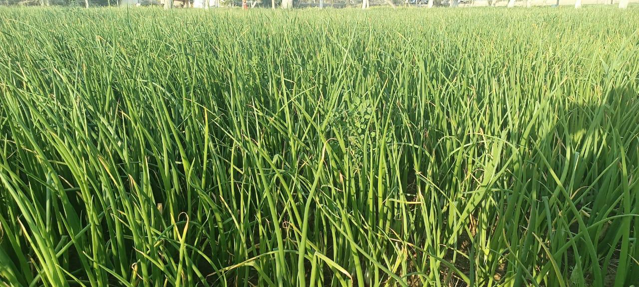 Rich Green Agriculture field